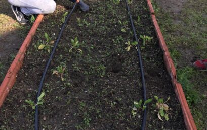 Huerto del IES «Castillo de Luna»